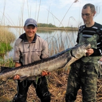 Браконьєри  зовсім знахабніли