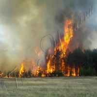 У Рівненському районі підпалили ліс