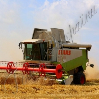 Хлібного зерна буде більше, ніж очікували