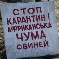 У Березнівському районі Рівненщини - карантин у зв’язку із чумою свиней