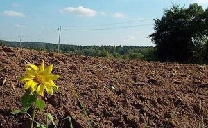 Чому на полях громад ростуть лише соняшники?