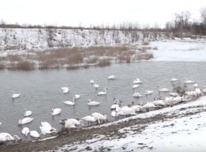 Лебеді злітаються в Чорторию на зимівлю