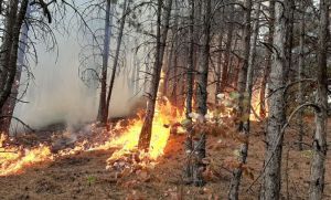 Донеччина: Фахівці підозрюють, що ліс підпалили