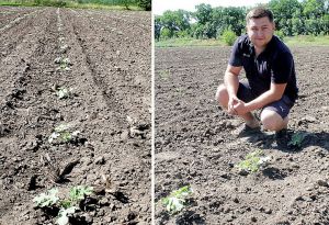 Кіровоградщина: На успенських землях зріє баштан