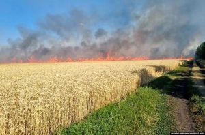 Руслан Стефанчук: Пшеницю треба рятувати! Україна завжди була житницею світу