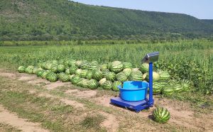 Напилися кавуни з Дністра