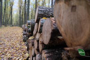 Подільський лісовий офіс продовжує забезпечувати дровами