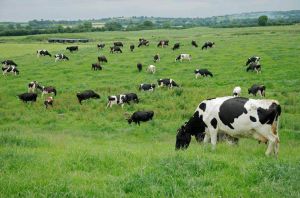 У Державний аграрний реєстр (ДАР) надійшло майже 15 тисяч заявок від аграріїв  на суму 607 млн гривень на допомогу для утримання поголів’я корів