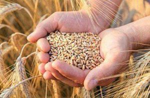 В Україні запускають систему визначення вкраденого росією українського зерна