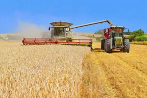 В Україні вже намолочено 3,7 мільйона тонн нового врожаю