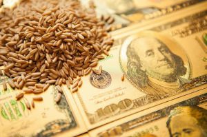 Нацбанк збільшив аграріям термін повернення валютної виручки