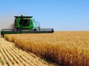В Україні намолочено понад вісім мільйонів тонн зерна