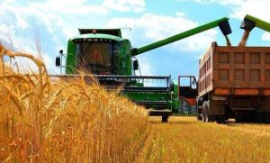 В Україні вже намолочено понад 15 млн тонн зернових та олійних