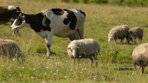 Уряд продовжив підтримку малих аграріїв на оброблення земель та утримання великої та дрібної рогатої худоби