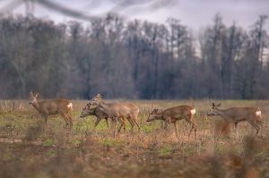 На Черкащині обліковують диких мисливських тварин