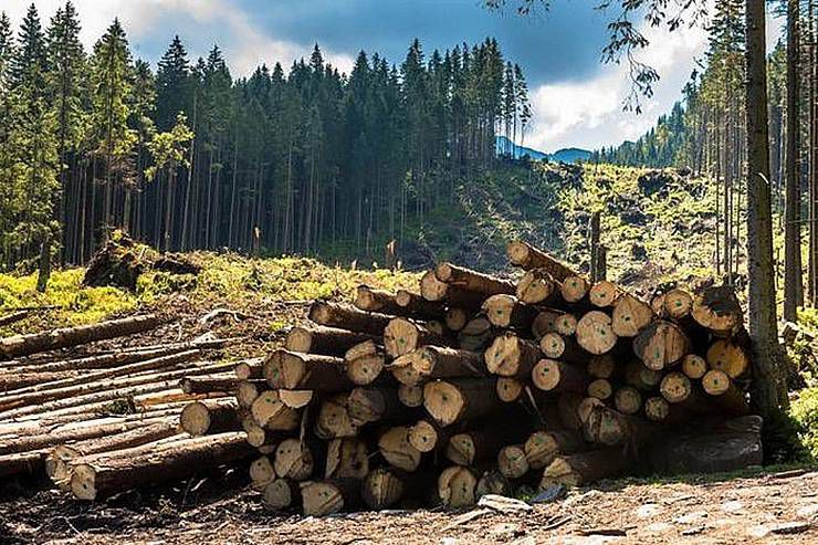 Перебувати лісовому господарству в тіні  допомагає... законодавство