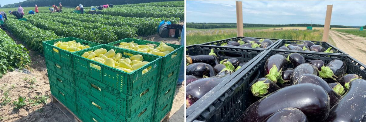 Вінницькі баклажани з’явилися на прилавках магазинів