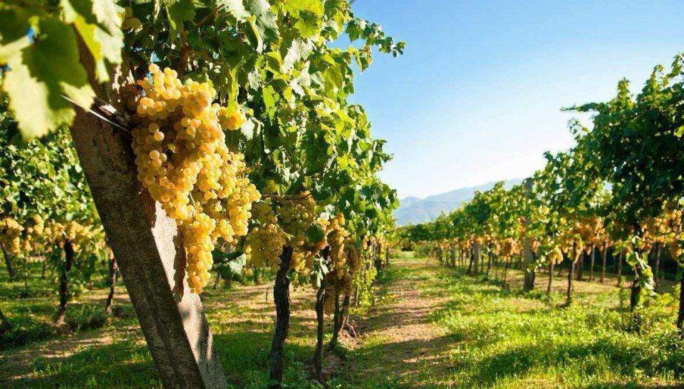 Галузь виноградарства та виноробства має відповідати правилам Європейського Союзу