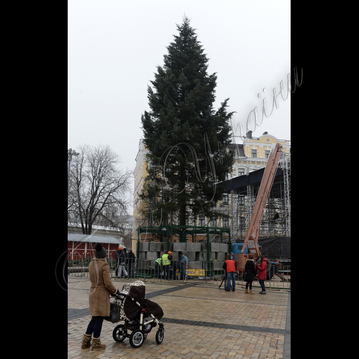 Київ. Головна новорічна ялинка, яку привезли з села Вишнівці (Івано-Франківська область), на Софійській площі