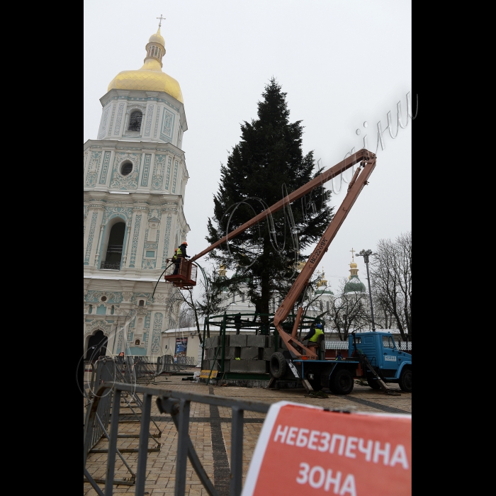 Київ. Головна новорічна ялинка, яку привезли з села Вишнівці (Івано-Франківська область), на Софійській площі