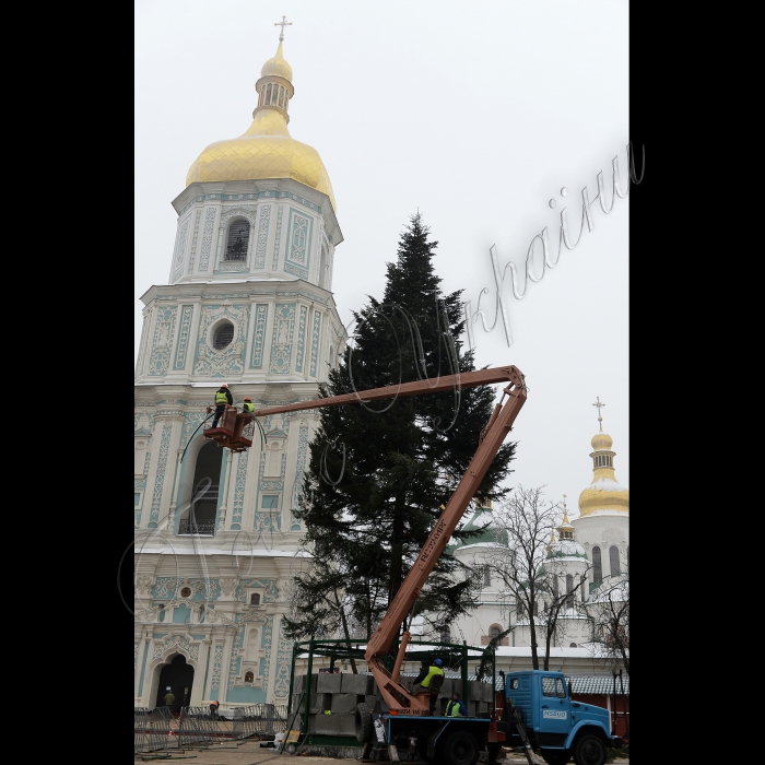 Київ. Головна новорічна ялинка, яку привезли з села Вишнівці (Івано-Франківська область), на Софійській площі