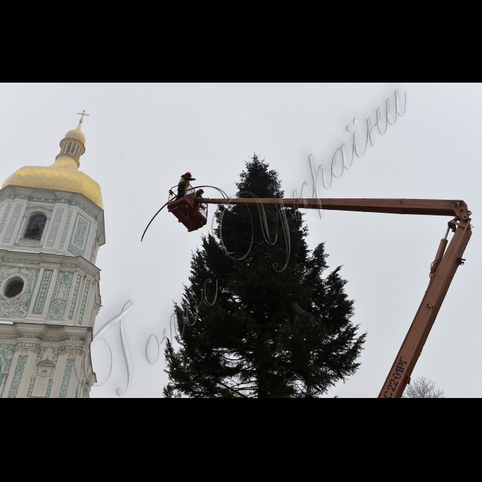 Київ. Головна новорічна ялинка, яку привезли з села Вишнівці (Івано-Франківська область), на Софійській площі