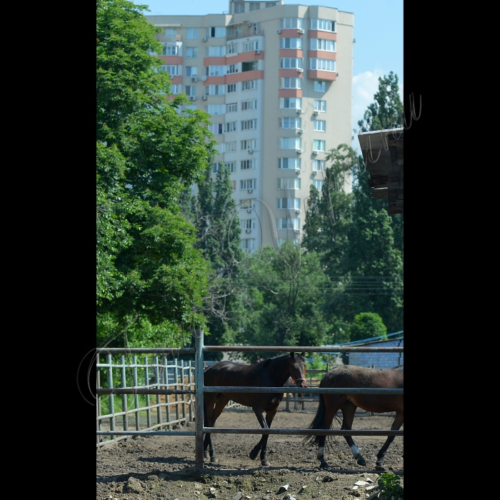 Київ. КП «Київський іподром». Благодійна організація 