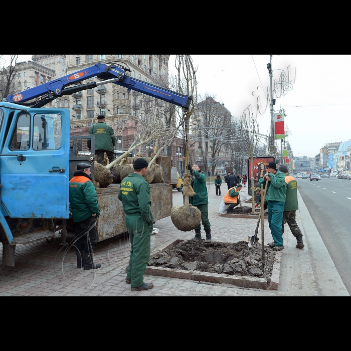 На головній вулиці Києва висадили оригінальні каштани.