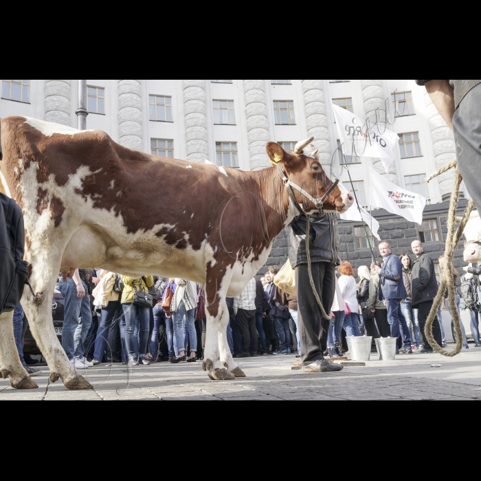 8 квітня 2016. Під стінами Кабміну лідер Радикальної партії Олег Ляшко взяв участь у акції протесту з вимогою збільшити закупівельні ціни на молоко. Нардеп неодноразово виступав з трибуни Верховної Ради з даною ініціативою. 
