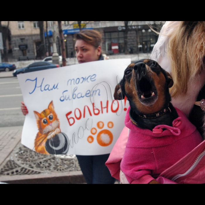 Сьогодні під стінами КМДА захисники тварин провели мітинг проти жорстокого поводження із тваринами.
Учасники акції стурбовані фактами насильницьких смертей собак у дворах, які, на думку захисників тварин, в муках вмирають від спеціально розкиданої отрути.