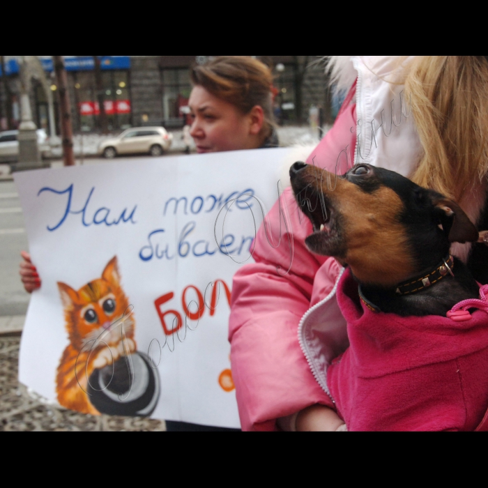 Сьогодні під стінами КМДА захисники тварин провели мітинг проти жорстокого поводження із тваринами.
Учасники акції стурбовані фактами насильницьких смертей собак у дворах, які, на думку захисників тварин, в муках вмирають від спеціально розкиданої отрути.