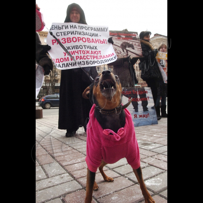 Сьогодні під стінами КМДА захисники тварин провели мітинг проти жорстокого поводження із тваринами.
Учасники акції стурбовані фактами насильницьких смертей собак у дворах, які, на думку захисників тварин, в муках вмирають від спеціально розкиданої отрути.