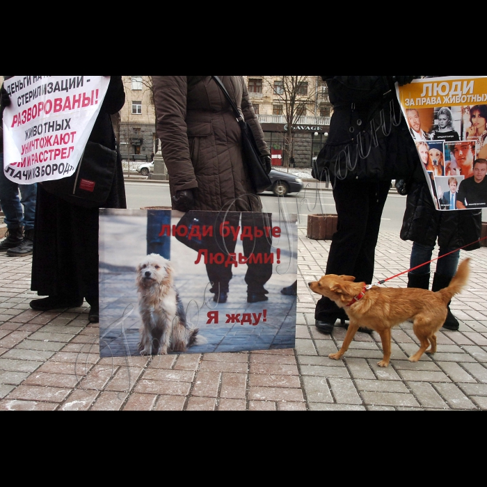 Сьогодні під стінами КМДА захисники тварин провели мітинг проти жорстокого поводження із тваринами.
Учасники акції стурбовані фактами насильницьких смертей собак у дворах, які, на думку захисників тварин, в муках вмирають від спеціально розкиданої отрути.