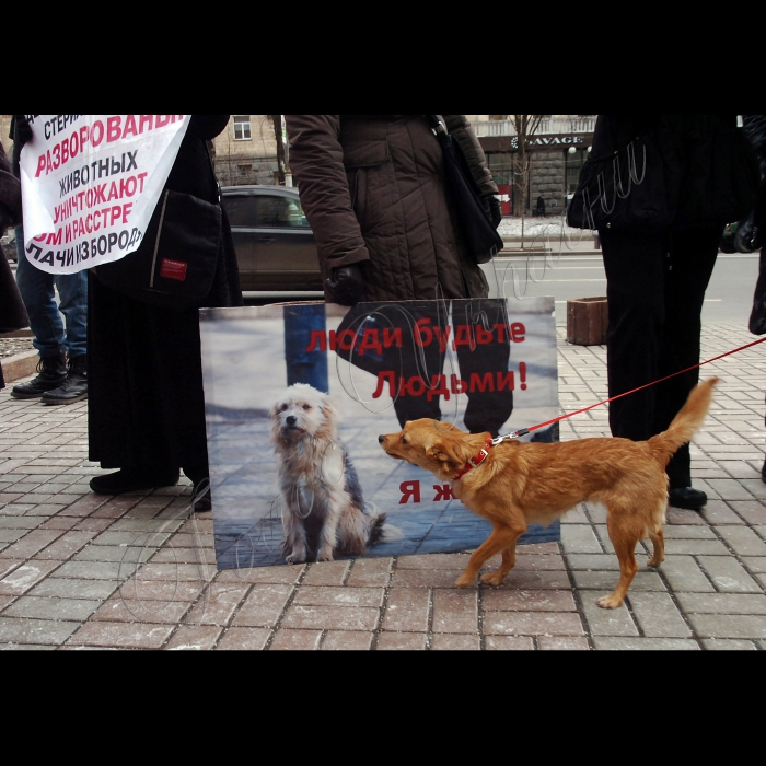 Сьогодні під стінами КМДА захисники тварин провели мітинг проти жорстокого поводження із тваринами.
Учасники акції стурбовані фактами насильницьких смертей собак у дворах, які, на думку захисників тварин, в муках вмирають від спеціально розкиданої отрути.