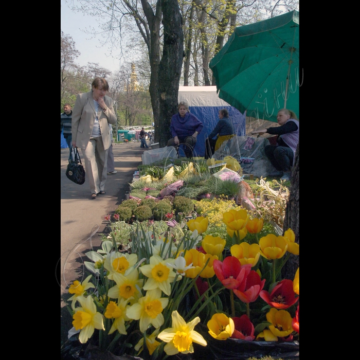 На столичному Співочому полі (Печерський ландшафтний парк) відбулося  урочисте відкриття Першої Виставки ранньовесняних квітів-2011. Організатор - КП 