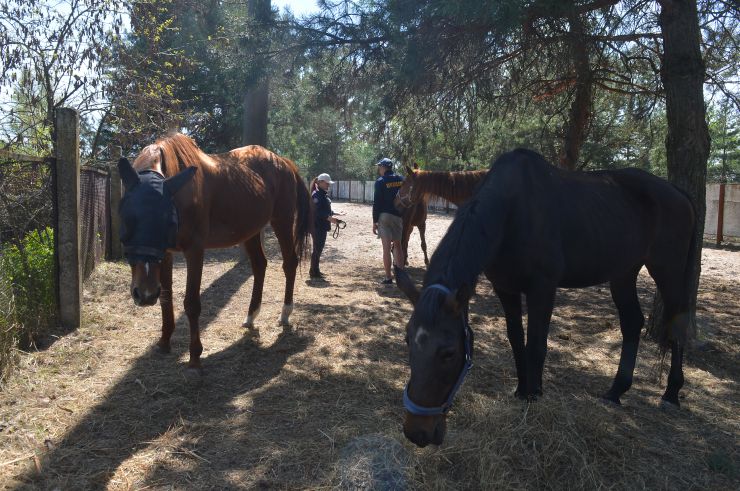 Соціальне ранчо «Horse Paradise» (Кінний рай), яке розмістилося в Пірнівській громаді, що на Київщині. Реабілітація коней.
Поблизу кордону Київської та Чернігівської областей понад місяць тому відкрилось нестандартне господарство - соціальне ранчо. 

Його співзасновниці - дві коневласниці  Галина Нагорна та Ксенія Березна. До війни кожна з них працювали за фахом - в журналістиці та фінансовій справі, для обох коні були виключно як хобі. Однак, повномасштабне вторгнення росії змінило життя кожної. Засновниці ранчо сконцентрували свої зусилля на порятунку і утриманні цих тварин. 

Зараз на ранчо мешкає 8 врятованих від війни коней і одне місячне лоша. 

Передусім, це коні зі спорту або ж яких селекційнували для спорту. 

Під час окупації на Київщині та на сході країни чимало спортивних стаєнь було зруйновано. Кадри розбомбленої конюшні в Бучі облетіли весь світ. Рашисти не шкодували нікого. У тому числі коней. Десятки спортивних коней були спалені заживо. 

Тому, якщо є можливість рятувати і зберігати життя цих тварин - то варто робити, переконані співзасновниці.
