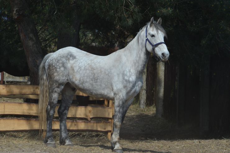 Соціальне ранчо «Horse Paradise» (Кінний рай), яке розмістилося в Пірнівській громаді, що на Київщині. Реабілітація коней.
Поблизу кордону Київської та Чернігівської областей понад місяць тому відкрилось нестандартне господарство - соціальне ранчо. 

Його співзасновниці - дві коневласниці  Галина Нагорна та Ксенія Березна. До війни кожна з них працювали за фахом - в журналістиці та фінансовій справі, для обох коні були виключно як хобі. Однак, повномасштабне вторгнення росії змінило життя кожної. Засновниці ранчо сконцентрували свої зусилля на порятунку і утриманні цих тварин. 

Зараз на ранчо мешкає 8 врятованих від війни коней і одне місячне лоша. 

Передусім, це коні зі спорту або ж яких селекційнували для спорту. 

Під час окупації на Київщині та на сході країни чимало спортивних стаєнь було зруйновано. Кадри розбомбленої конюшні в Бучі облетіли весь світ. Рашисти не шкодували нікого. У тому числі коней. Десятки спортивних коней були спалені заживо. 

Тому, якщо є можливість рятувати і зберігати життя цих тварин - то варто робити, переконані співзасновниці.
