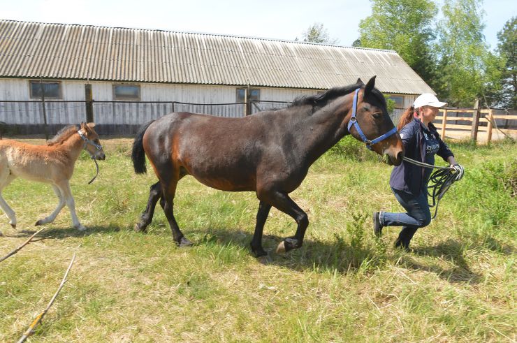 Соціальне ранчо «Horse Paradise» (Кінний рай), яке розмістилося в Пірнівській громаді, що на Київщині. Реабілітація коней.
Поблизу кордону Київської та Чернігівської областей понад місяць тому відкрилось нестандартне господарство - соціальне ранчо. 

Його співзасновниці - дві коневласниці  Галина Нагорна та Ксенія Березна. До війни кожна з них працювали за фахом - в журналістиці та фінансовій справі, для обох коні були виключно як хобі. Однак, повномасштабне вторгнення росії змінило життя кожної. Засновниці ранчо сконцентрували свої зусилля на порятунку і утриманні цих тварин. 

Зараз на ранчо мешкає 8 врятованих від війни коней і одне місячне лоша. 

Передусім, це коні зі спорту або ж яких селекційнували для спорту. 

Під час окупації на Київщині та на сході країни чимало спортивних стаєнь було зруйновано. Кадри розбомбленої конюшні в Бучі облетіли весь світ. Рашисти не шкодували нікого. У тому числі коней. Десятки спортивних коней були спалені заживо. 

Тому, якщо є можливість рятувати і зберігати життя цих тварин - то варто робити, переконані співзасновниці.
