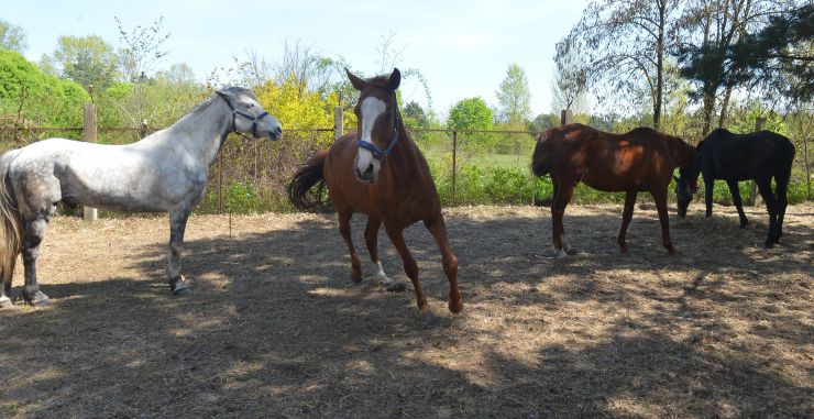 Соціальне ранчо «Horse Paradise» (Кінний рай), яке розмістилося в Пірнівській громаді, що на Київщині. Реабілітація коней.
Поблизу кордону Київської та Чернігівської областей понад місяць тому відкрилось нестандартне господарство - соціальне ранчо. 

Його співзасновниці - дві коневласниці  Галина Нагорна та Ксенія Березна. До війни кожна з них працювали за фахом - в журналістиці та фінансовій справі, для обох коні були виключно як хобі. Однак, повномасштабне вторгнення росії змінило життя кожної. Засновниці ранчо сконцентрували свої зусилля на порятунку і утриманні цих тварин. 

Зараз на ранчо мешкає 8 врятованих від війни коней і одне місячне лоша. 

Передусім, це коні зі спорту або ж яких селекційнували для спорту. 

Під час окупації на Київщині та на сході країни чимало спортивних стаєнь було зруйновано. Кадри розбомбленої конюшні в Бучі облетіли весь світ. Рашисти не шкодували нікого. У тому числі коней. Десятки спортивних коней були спалені заживо. 

Тому, якщо є можливість рятувати і зберігати життя цих тварин - то варто робити, переконані співзасновниці.
