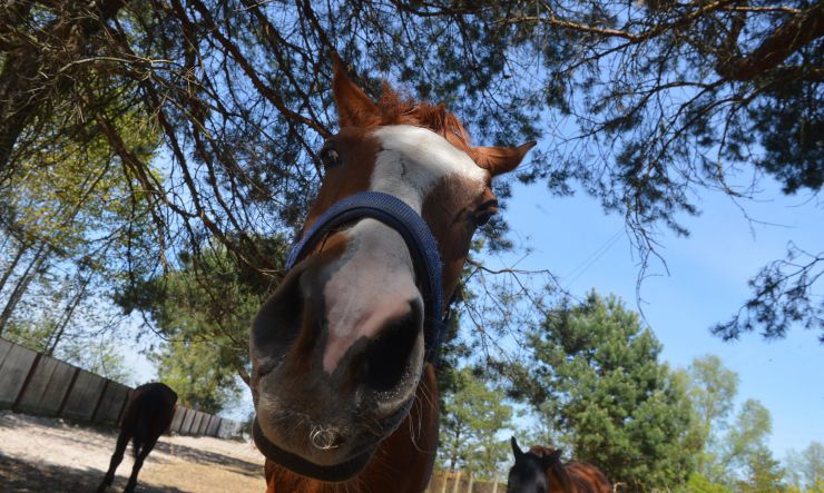 Соціальне ранчо «Horse Paradise» (Кінний рай), яке розмістилося в Пірнівській громаді, що на Київщині. Реабілітація коней.
Поблизу кордону Київської та Чернігівської областей понад місяць тому відкрилось нестандартне господарство - соціальне ранчо. 

Його співзасновниці - дві коневласниці  Галина Нагорна та Ксенія Березна. До війни кожна з них працювали за фахом - в журналістиці та фінансовій справі, для обох коні були виключно як хобі. Однак, повномасштабне вторгнення росії змінило життя кожної. Засновниці ранчо сконцентрували свої зусилля на порятунку і утриманні цих тварин. 

Зараз на ранчо мешкає 8 врятованих від війни коней і одне місячне лоша. 

Передусім, це коні зі спорту або ж яких селекційнували для спорту. 

Під час окупації на Київщині та на сході країни чимало спортивних стаєнь було зруйновано. Кадри розбомбленої конюшні в Бучі облетіли весь світ. Рашисти не шкодували нікого. У тому числі коней. Десятки спортивних коней були спалені заживо. 

Тому, якщо є можливість рятувати і зберігати життя цих тварин - то варто робити, переконані співзасновниці.
