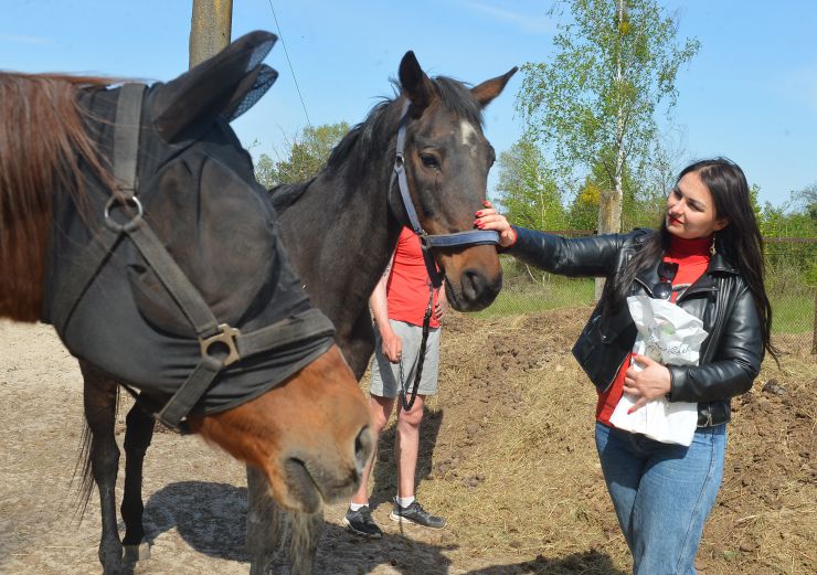 Соціальне ранчо «Horse Paradise» (Кінний рай), яке розмістилося в Пірнівській громаді, що на Київщині. Реабілітація коней.
Поблизу кордону Київської та Чернігівської областей понад місяць тому відкрилось нестандартне господарство - соціальне ранчо. 

Його співзасновниці - дві коневласниці  Галина Нагорна та Ксенія Березна. До війни кожна з них працювали за фахом - в журналістиці та фінансовій справі, для обох коні були виключно як хобі. Однак, повномасштабне вторгнення росії змінило життя кожної. Засновниці ранчо сконцентрували свої зусилля на порятунку і утриманні цих тварин. 

Зараз на ранчо мешкає 8 врятованих від війни коней і одне місячне лоша. 

Передусім, це коні зі спорту або ж яких селекційнували для спорту. 

Під час окупації на Київщині та на сході країни чимало спортивних стаєнь було зруйновано. Кадри розбомбленої конюшні в Бучі облетіли весь світ. Рашисти не шкодували нікого. У тому числі коней. Десятки спортивних коней були спалені заживо. 

Тому, якщо є можливість рятувати і зберігати життя цих тварин - то варто робити, переконані співзасновниці.
