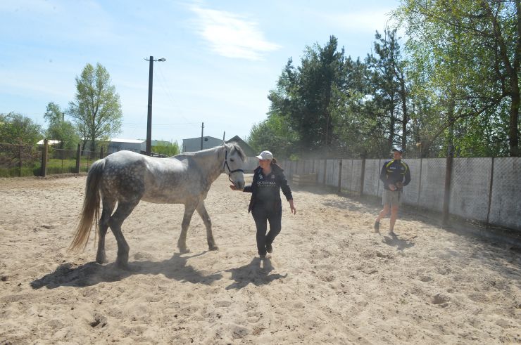 Соціальне ранчо «Horse Paradise» (Кінний рай), яке розмістилося в Пірнівській громаді, що на Київщині. Реабілітація коней.
Поблизу кордону Київської та Чернігівської областей понад місяць тому відкрилось нестандартне господарство - соціальне ранчо. 

Його співзасновниці - дві коневласниці  Галина Нагорна та Ксенія Березна. До війни кожна з них працювали за фахом - в журналістиці та фінансовій справі, для обох коні були виключно як хобі. Однак, повномасштабне вторгнення росії змінило життя кожної. Засновниці ранчо сконцентрували свої зусилля на порятунку і утриманні цих тварин. 

Зараз на ранчо мешкає 8 врятованих від війни коней і одне місячне лоша. 

Передусім, це коні зі спорту або ж яких селекційнували для спорту. 

Під час окупації на Київщині та на сході країни чимало спортивних стаєнь було зруйновано. Кадри розбомбленої конюшні в Бучі облетіли весь світ. Рашисти не шкодували нікого. У тому числі коней. Десятки спортивних коней були спалені заживо. 

Тому, якщо є можливість рятувати і зберігати життя цих тварин - то варто робити, переконані співзасновниці.
