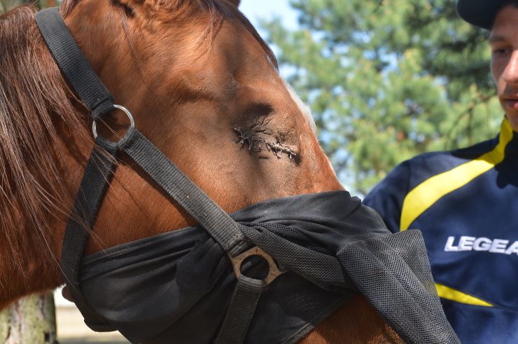 Соціальне ранчо «Horse Paradise» (Кінний рай), яке розмістилося в Пірнівській громаді, що на Київщині. Реабілітація коней.
Поблизу кордону Київської та Чернігівської областей понад місяць тому відкрилось нестандартне господарство - соціальне ранчо. 

Його співзасновниці - дві коневласниці  Галина Нагорна та Ксенія Березна. До війни кожна з них працювали за фахом - в журналістиці та фінансовій справі, для обох коні були виключно як хобі. Однак, повномасштабне вторгнення росії змінило життя кожної. Засновниці ранчо сконцентрували свої зусилля на порятунку і утриманні цих тварин. 

Зараз на ранчо мешкає 8 врятованих від війни коней і одне місячне лоша. 

Передусім, це коні зі спорту або ж яких селекційнували для спорту. 

Під час окупації на Київщині та на сході країни чимало спортивних стаєнь було зруйновано. Кадри розбомбленої конюшні в Бучі облетіли весь світ. Рашисти не шкодували нікого. У тому числі коней. Десятки спортивних коней були спалені заживо. 

Тому, якщо є можливість рятувати і зберігати життя цих тварин - то варто робити, переконані співзасновниці.
