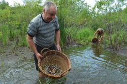 Поблизу с. Сушки Канівського р-ну Черкаської області відбулися масштабні заходи з переселення молоді риби, яка опинилася у відшнурованих водоймах, у води Кременчуцького водосховища