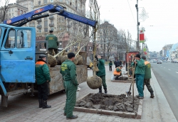 На головній вулиці Києва висадили оригінальні каштани.