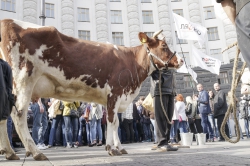 Під стінами Кабміну відбулася акція протесту з вимогою збільшити закупівельні ціни на молоко. 