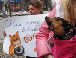 Сьогодні під стінами КМДА захисники тварин провели мітинг проти жорстокого поводження із тваринами.